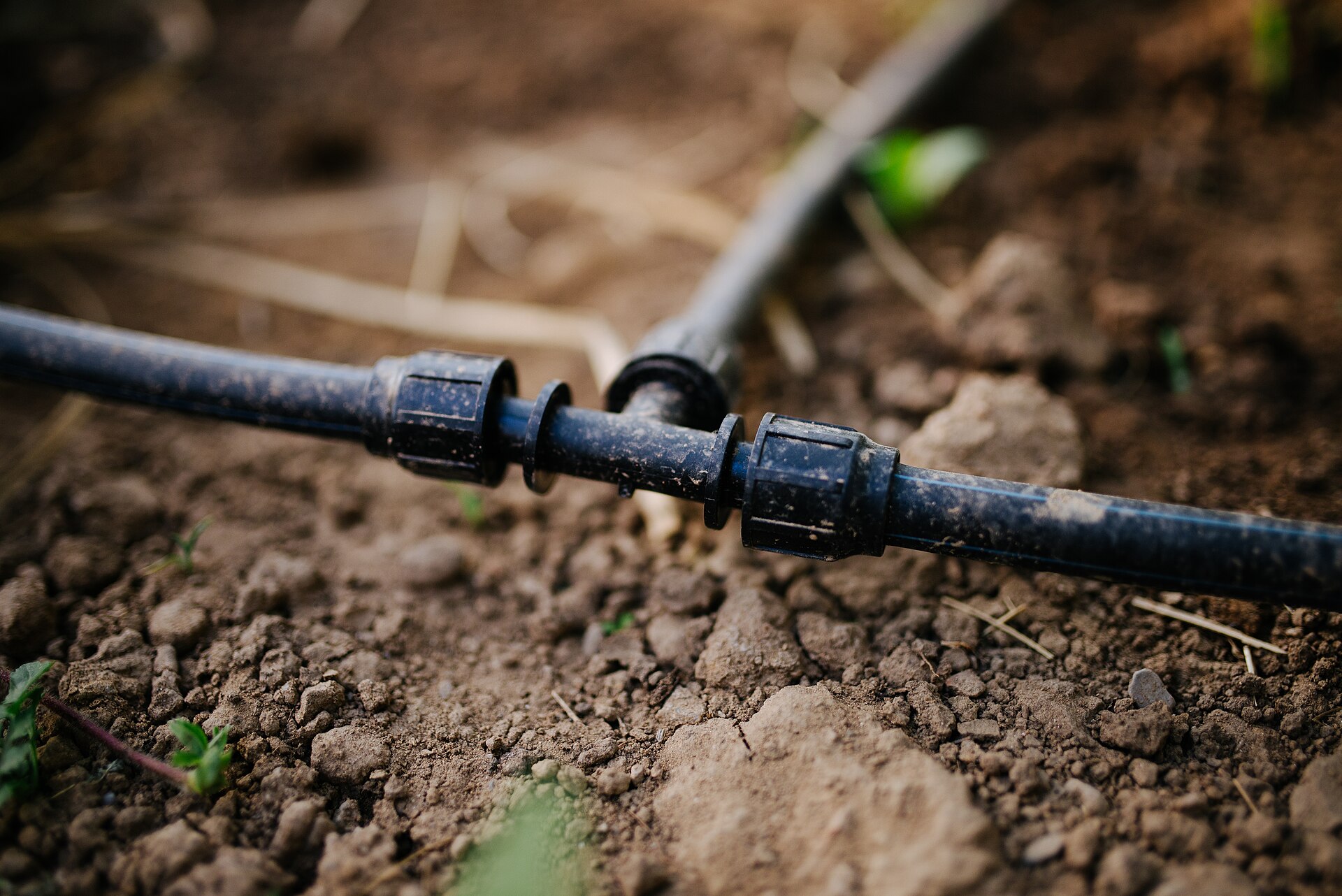 Drip irrigation mainline pipes in a garden