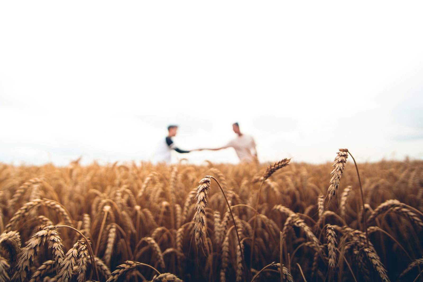 Golden wheat field in Haryana